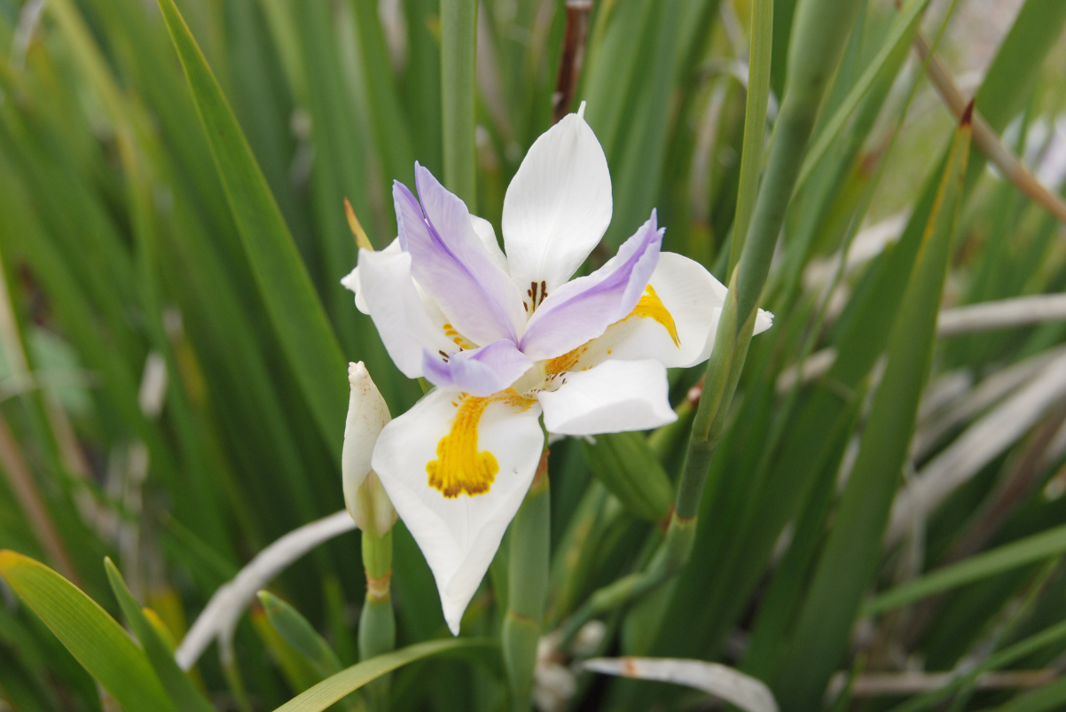 African Iris White