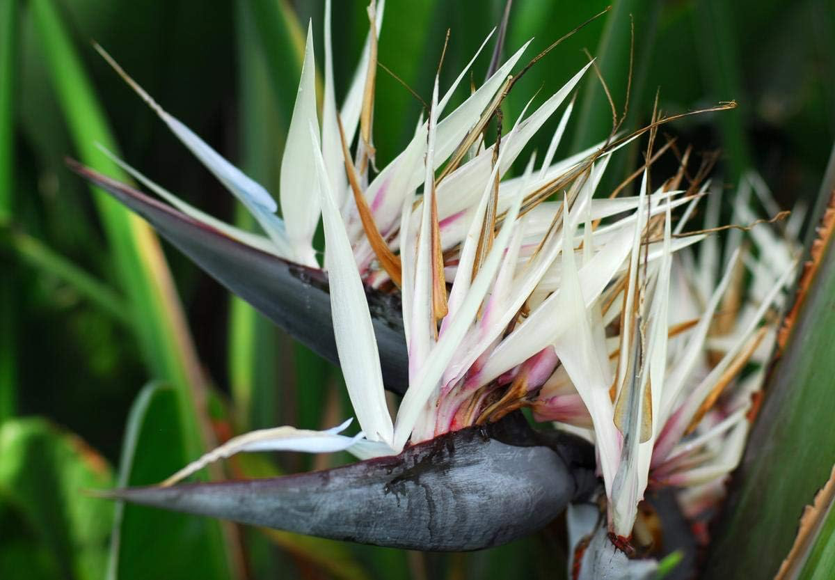Bird of Paradise (White)