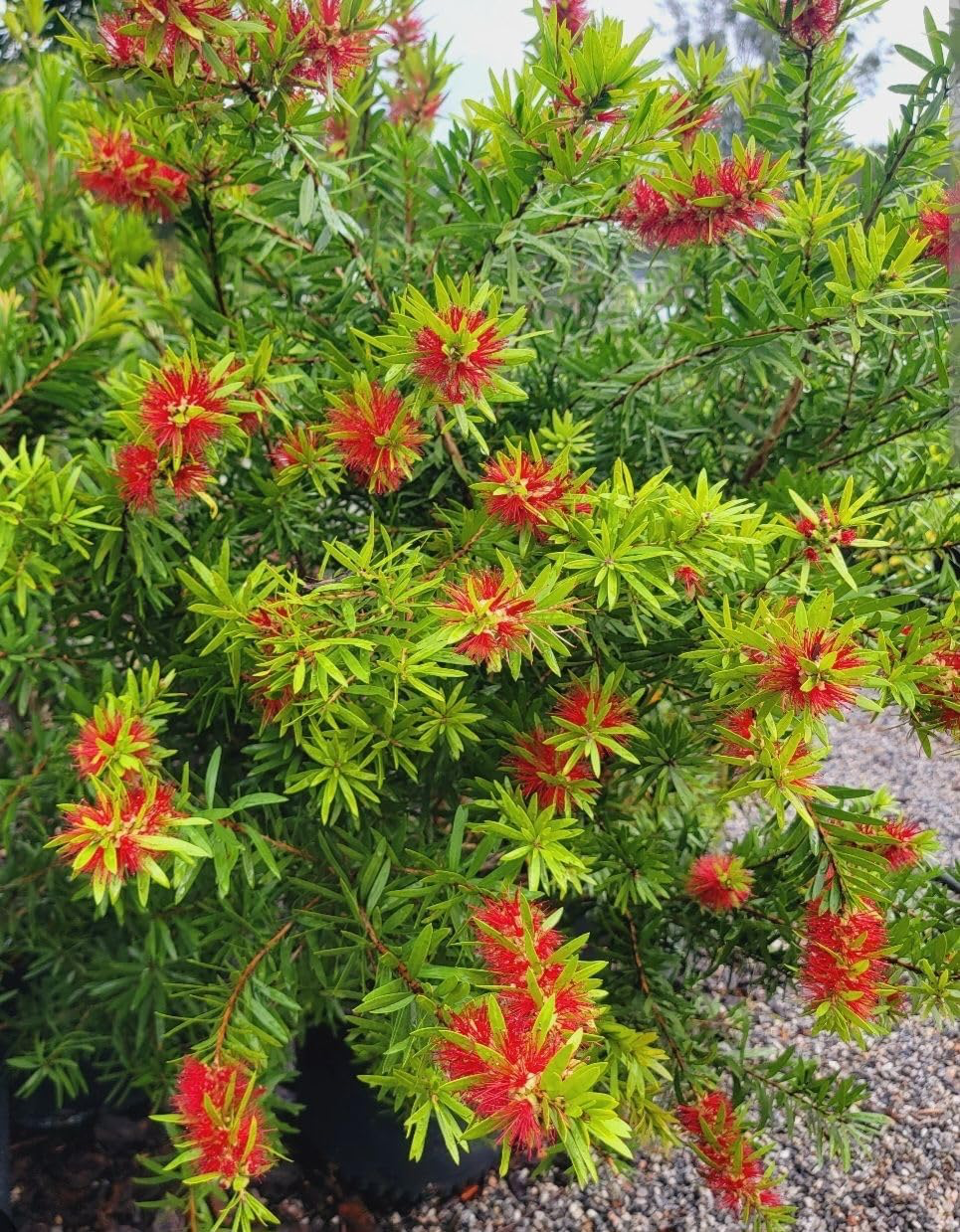 Bottle Brush Red Cluster