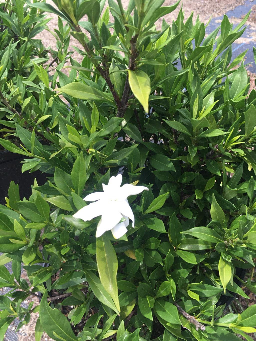Gardenia Radicans
