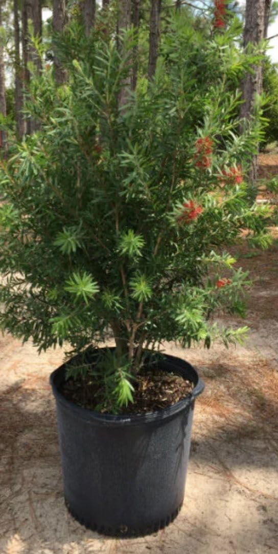 Bottle Brush Red Cluster