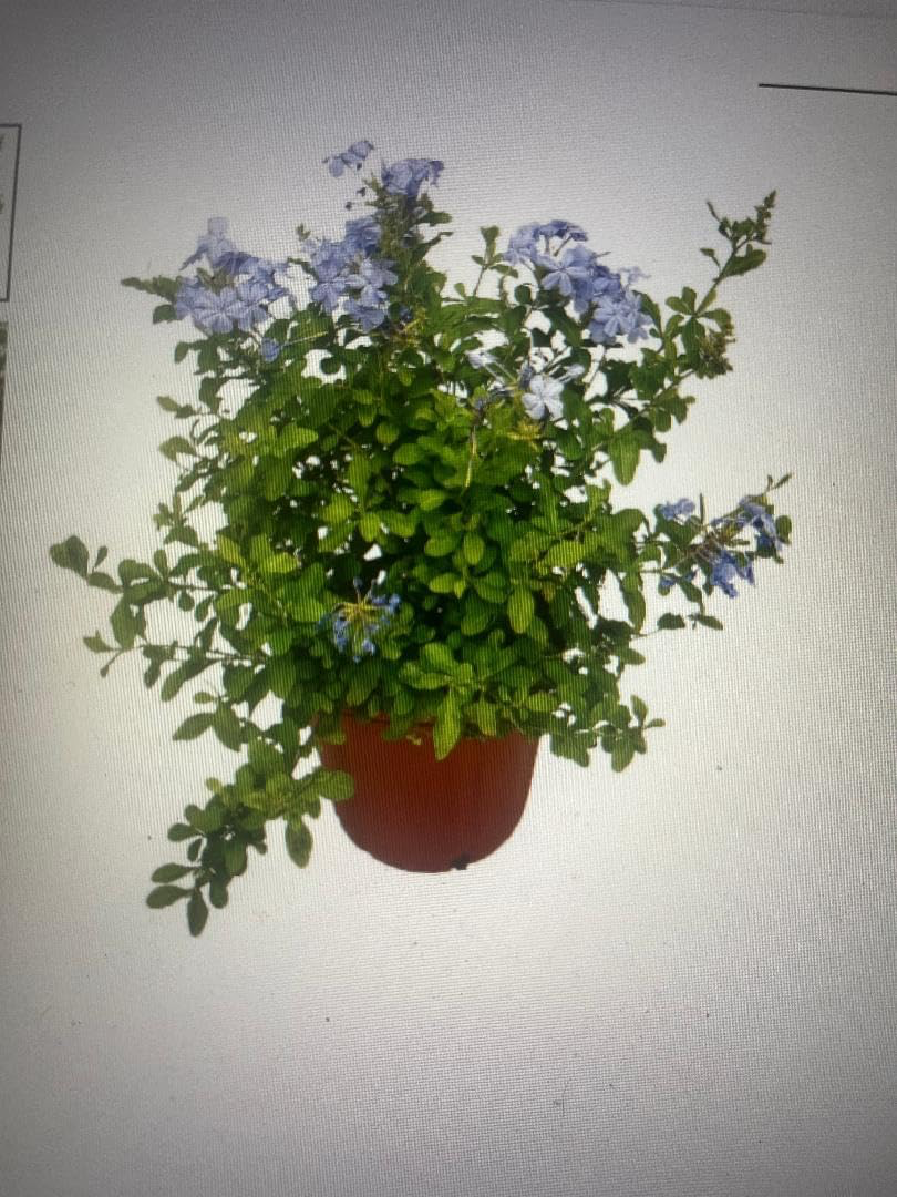 Plumbago Imperial Blue