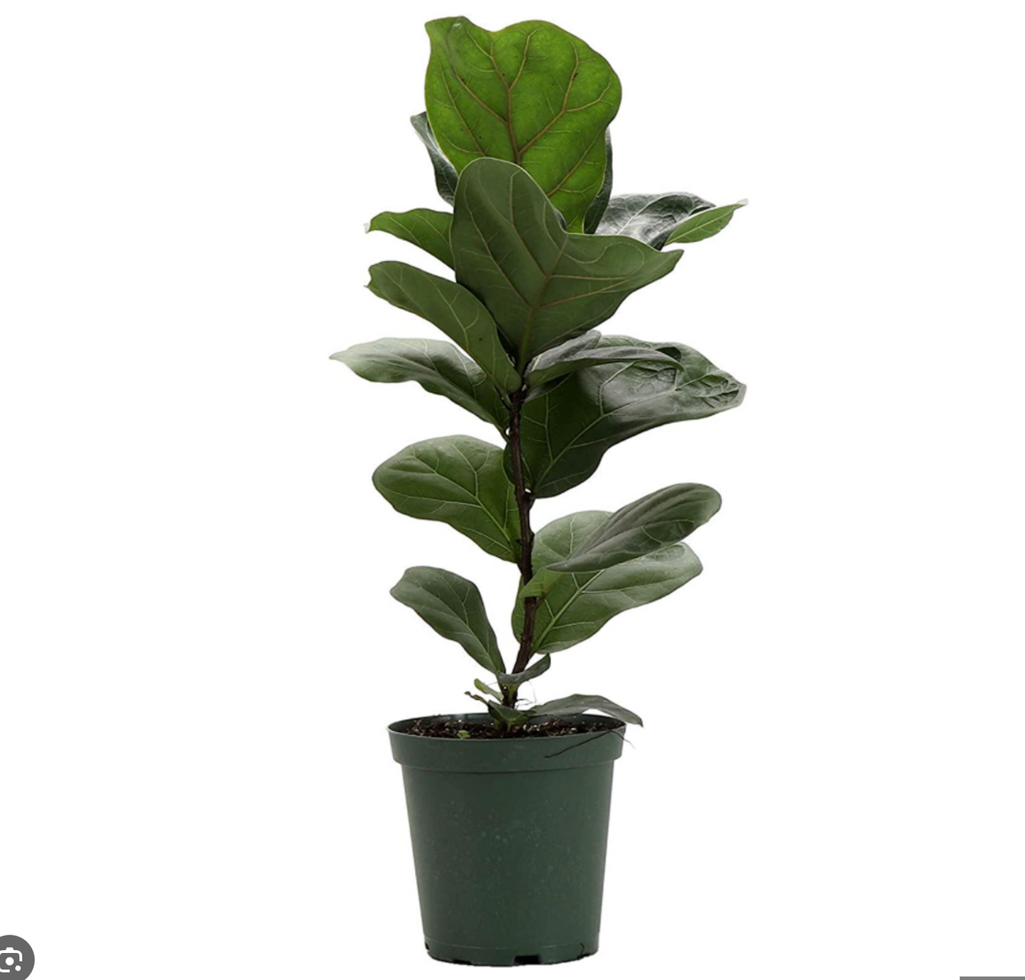 Fiddle Leaf Fig