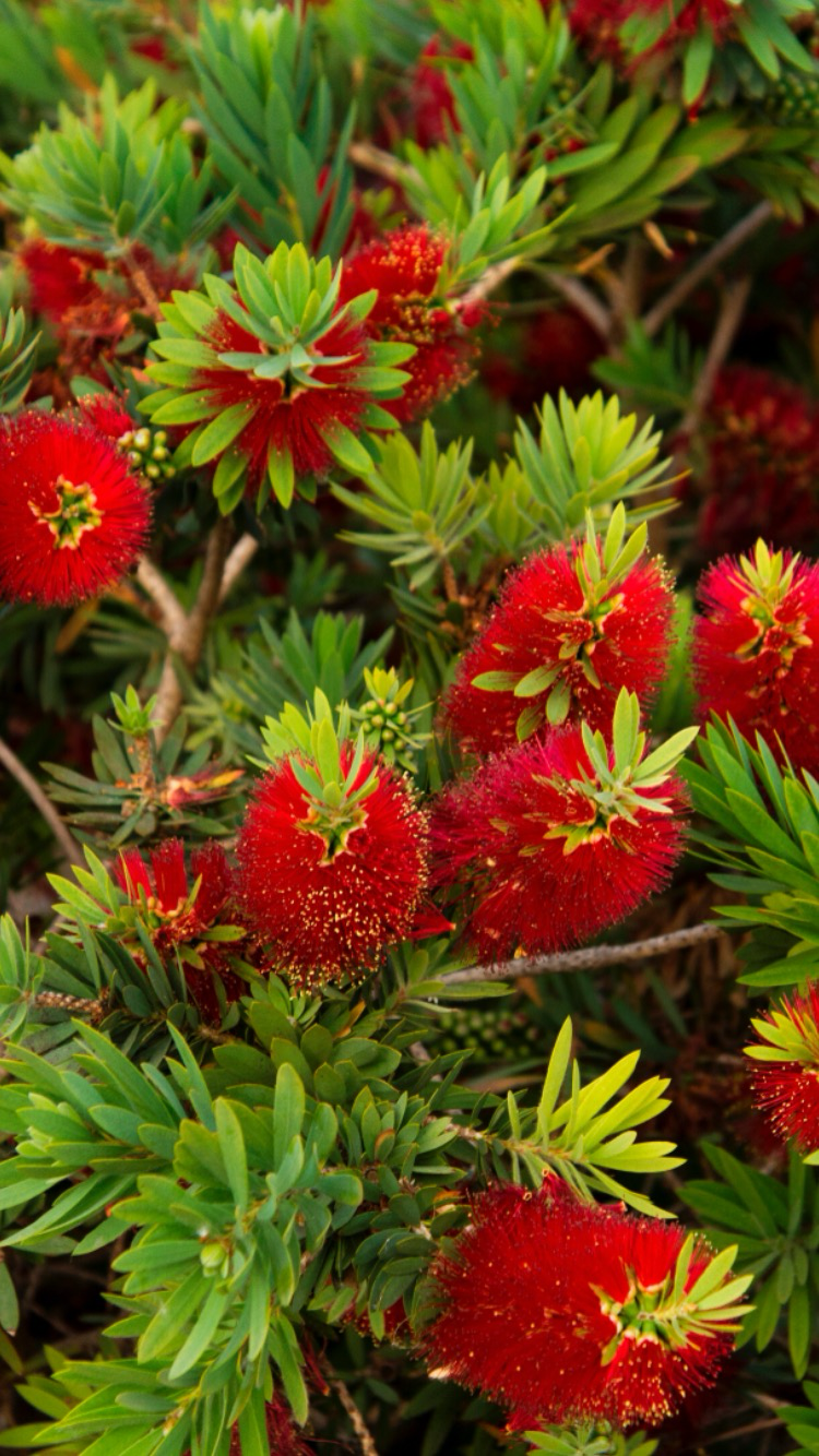 Bottle Brush Red Cluster