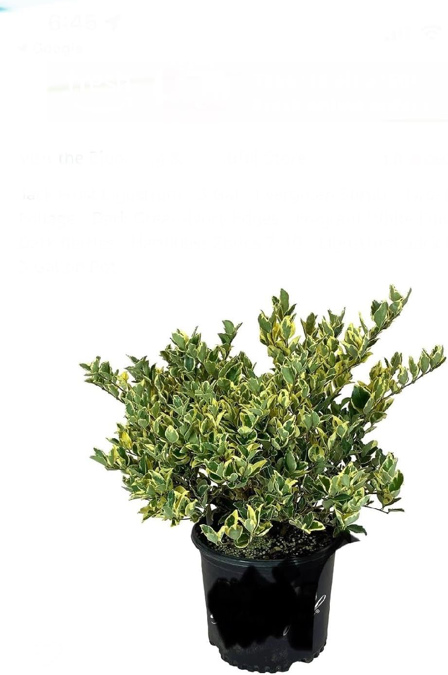 Ligustrum Jack Frost