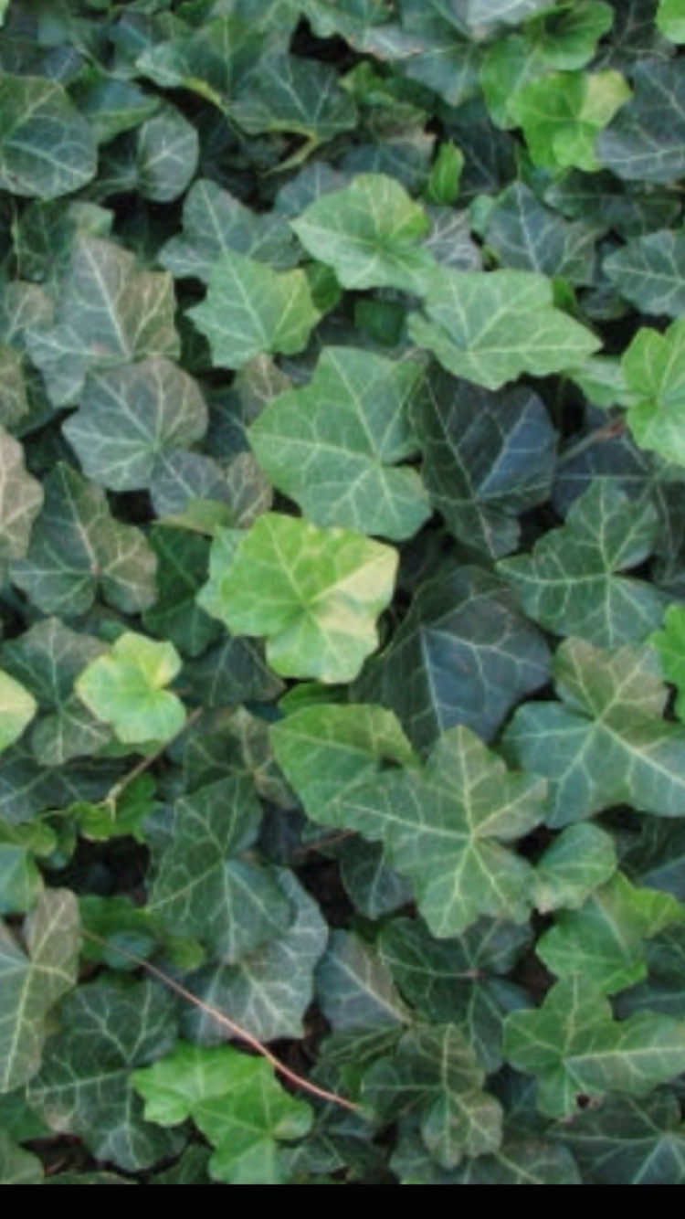 English Ivy