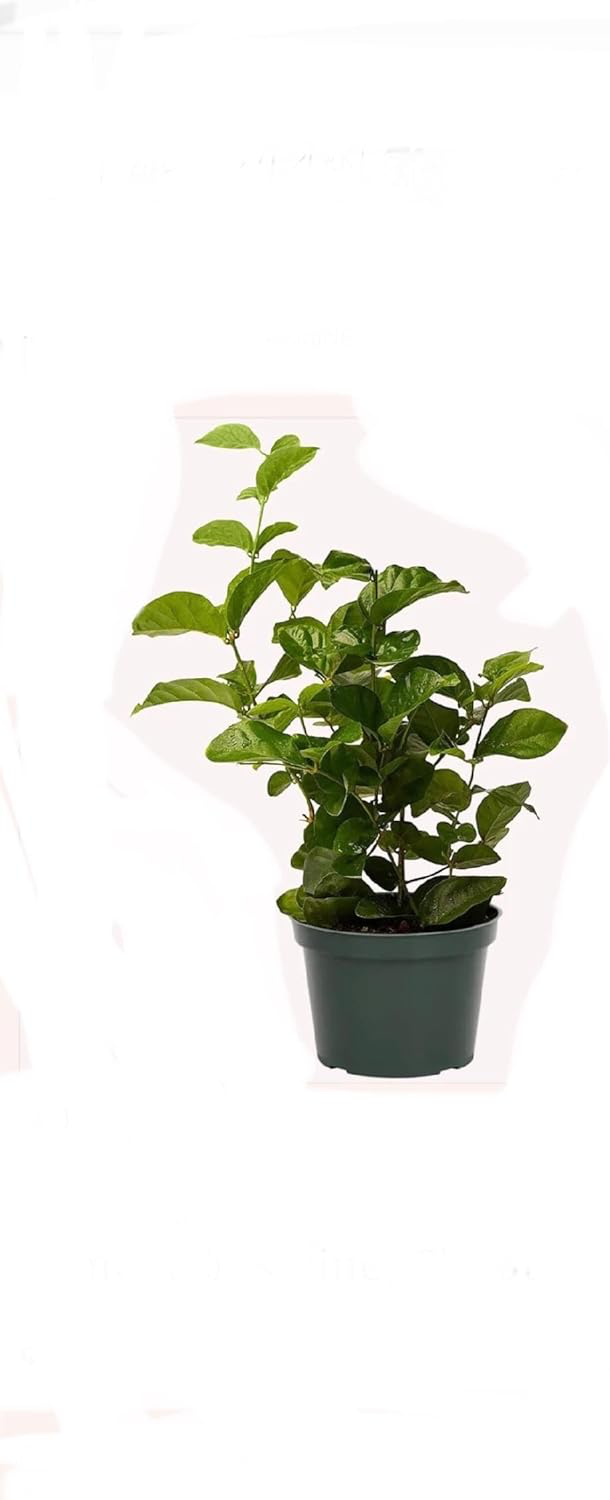 Jui Jasmine 6" Pot