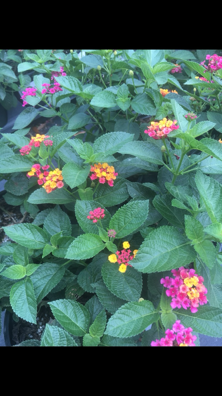 Lantana Anna Marie