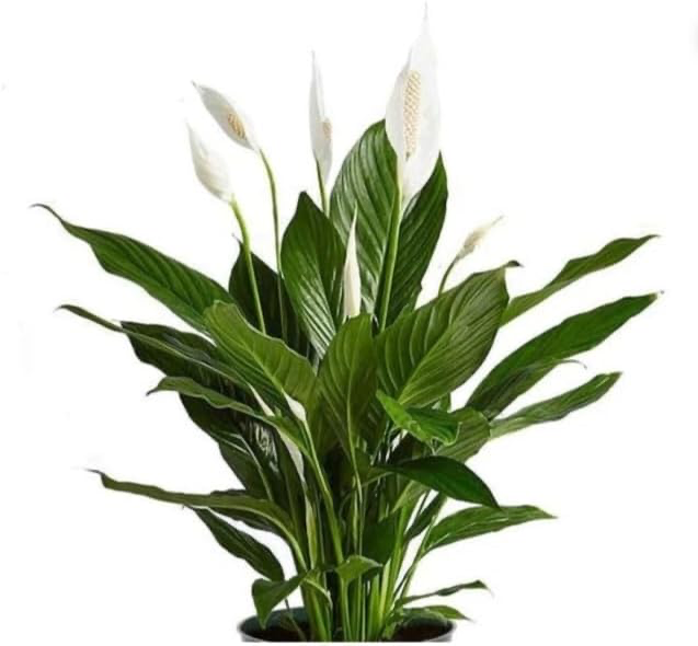 Peace Lily