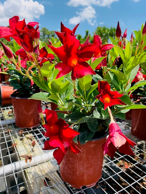 Red Dipladenia 6"