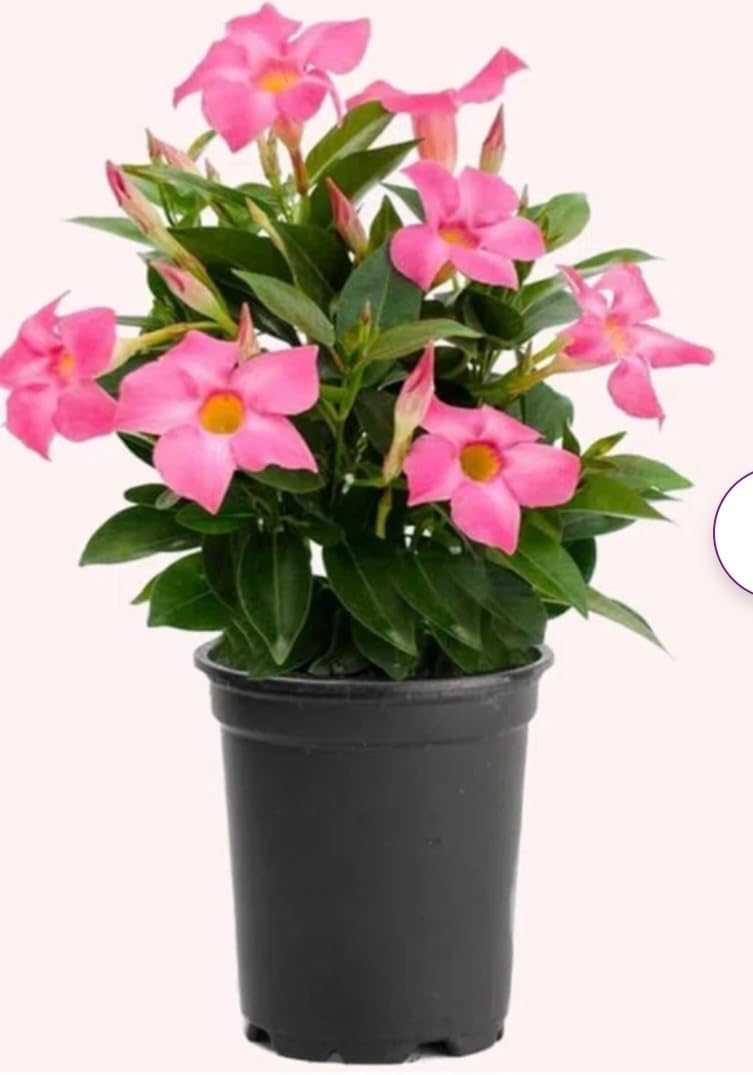 Pink Dipladenia 6"