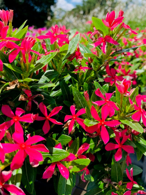 Hybrid Vinca Red