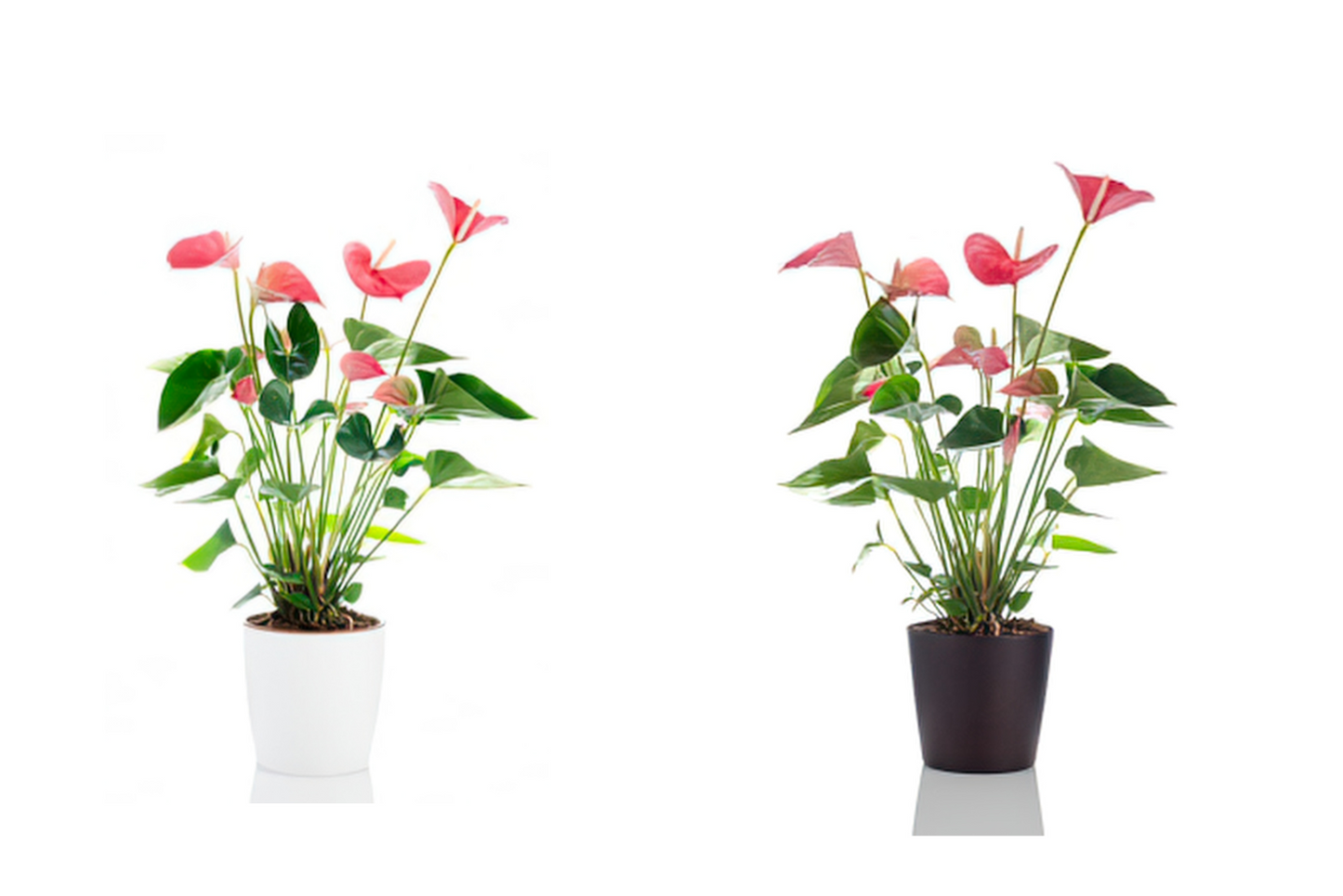 Anthurium Pink 6"