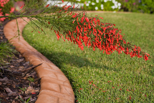 Firecracker Plant