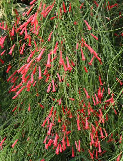 Firecracker Plant