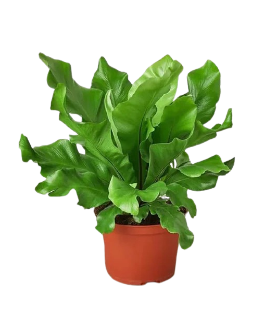 Bird's Nest Fern 10"