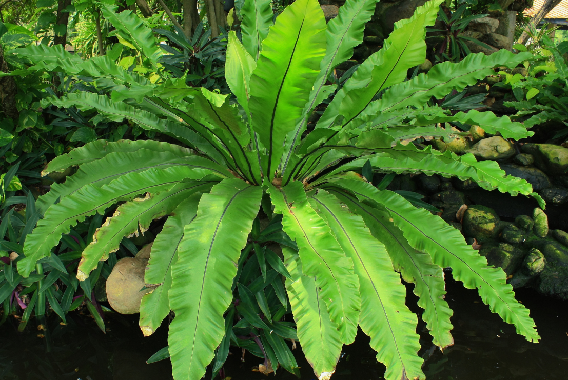 Bird's Nest Fern 10"