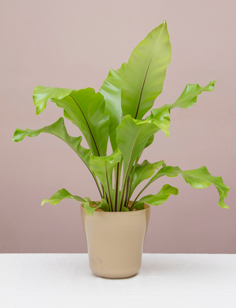 Bird's Nest Fern 10"