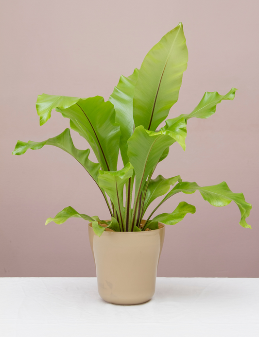 Bird's Nest Fern 10"