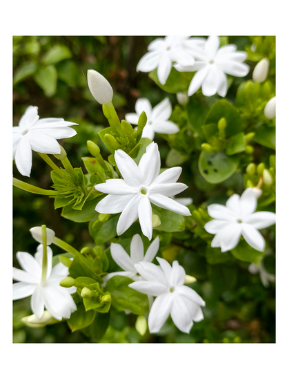 Jui Jasmine 6" Pot
