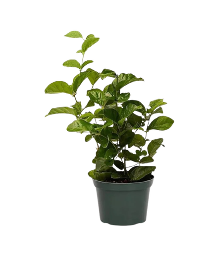 Jui Jasmine 6" Pot