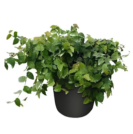 Creeping Fig