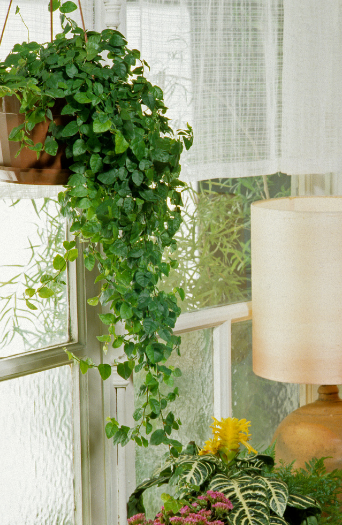 Creeping Fig