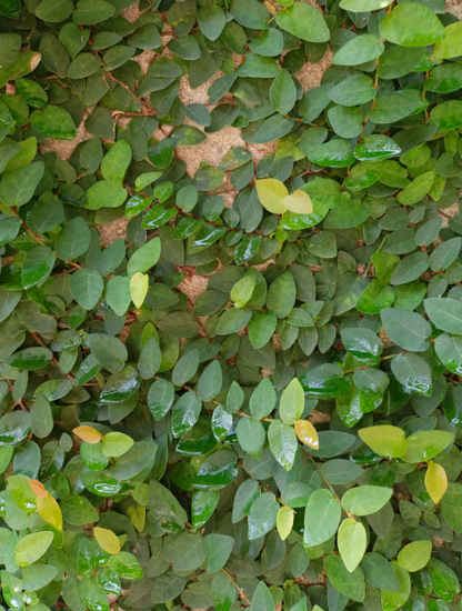 Creeping Fig