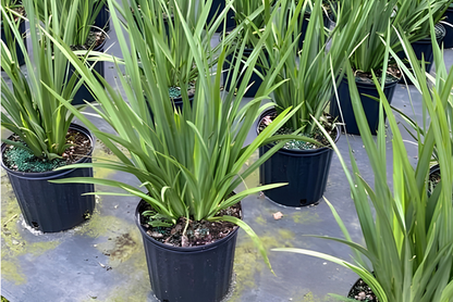 African Iris White