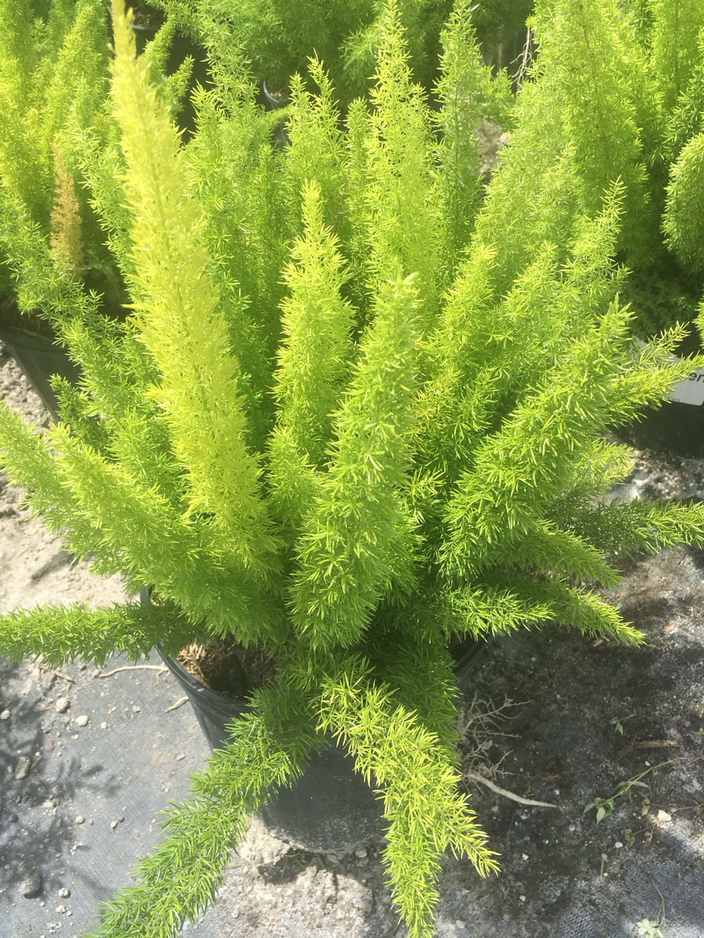 Foxtail Fern 6" Pot