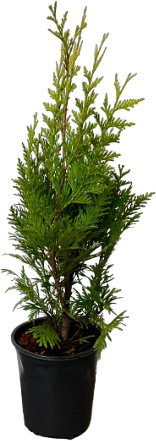 Liriope Evergreen Giant 6" Pot