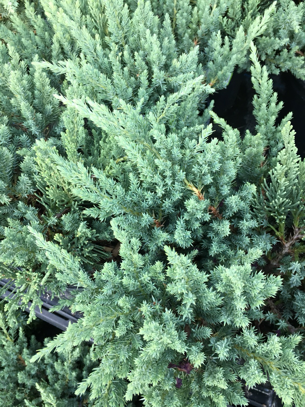 Juniper Parsonii