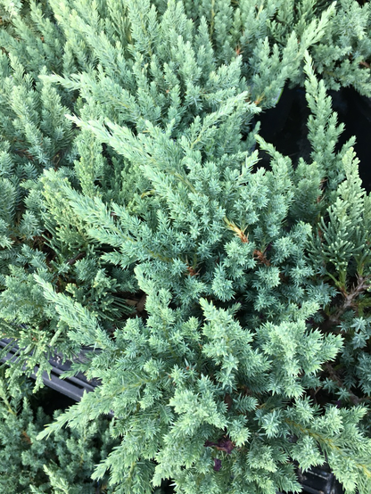 Juniper Parsonii