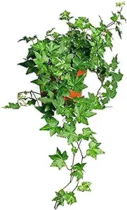English Ivy