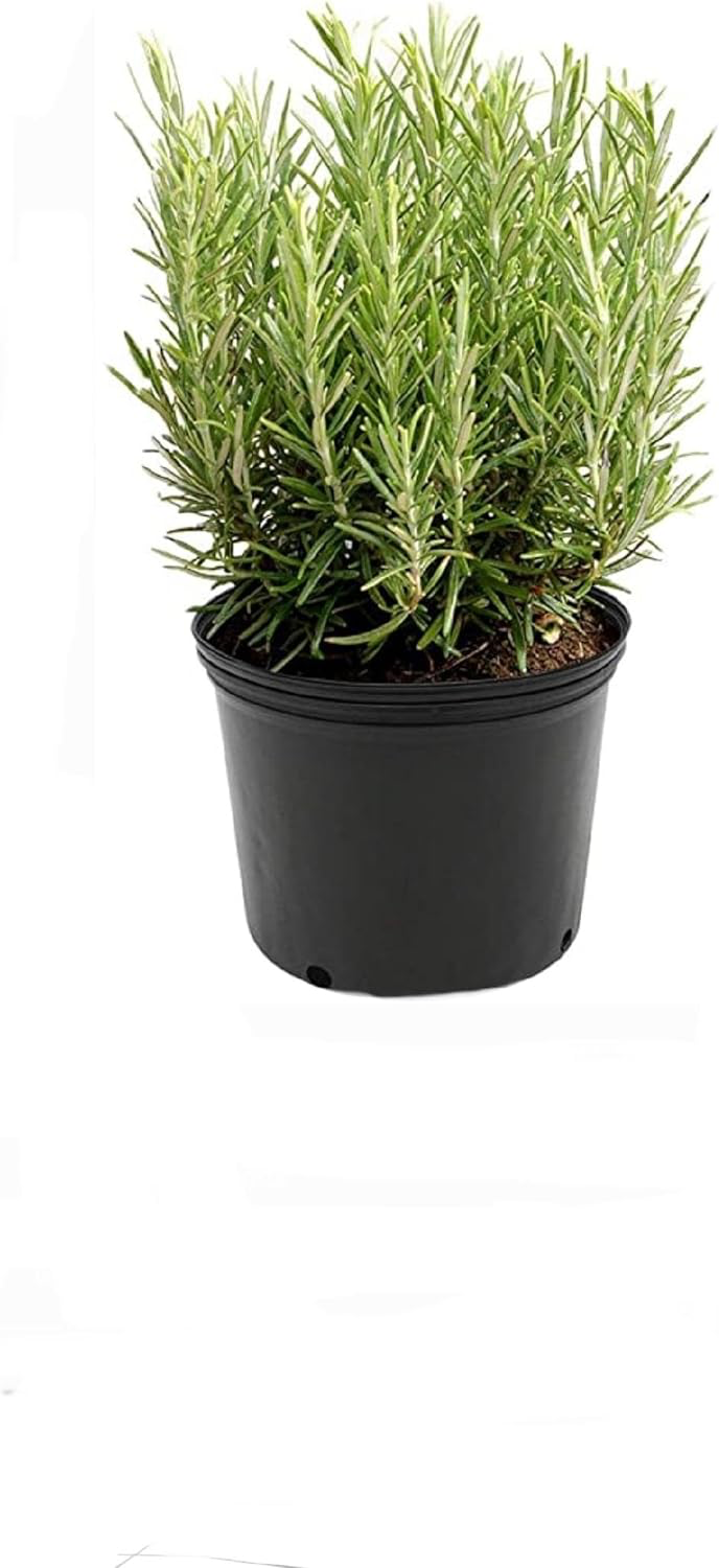 Rosemary Plant 6" Pot