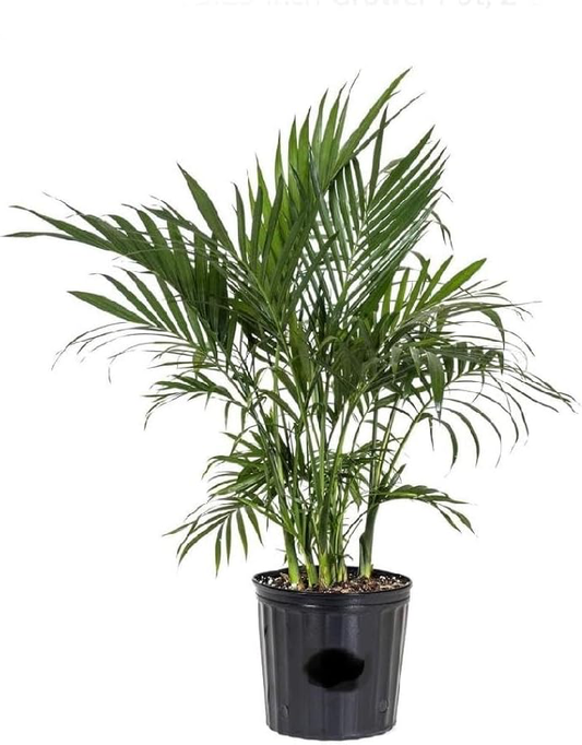 Cat Palm