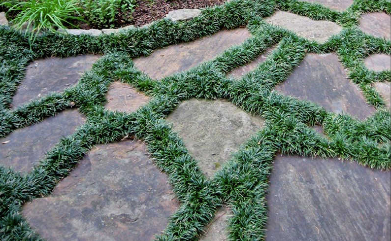 Dwarf Mondo Grass 6" Pot