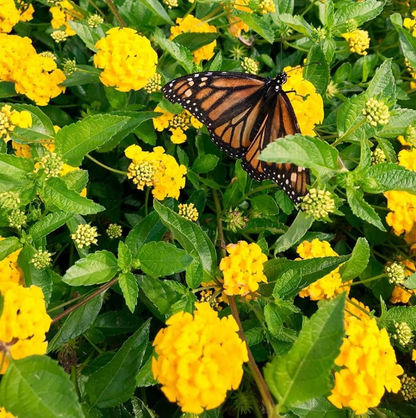 Lantana Golden