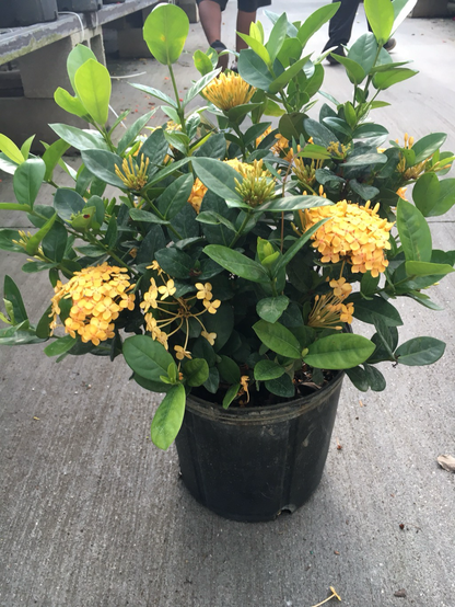 Dwarf Yellow Ixora