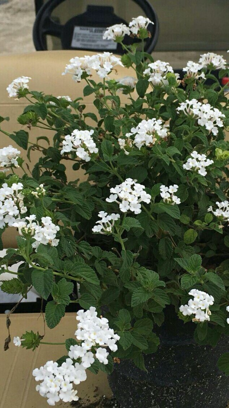 Lantana White