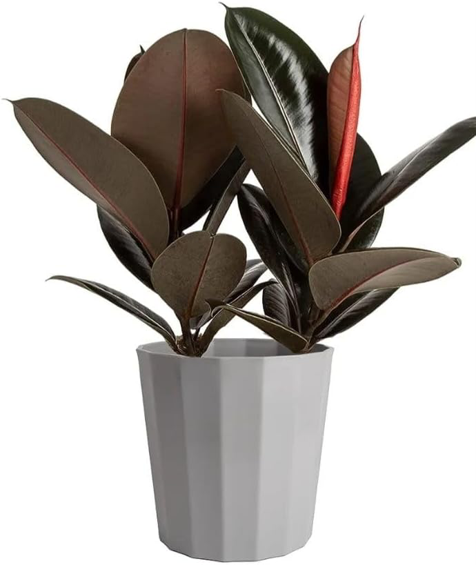 Ficus Elastica (Rubber Tree) 6" Pot