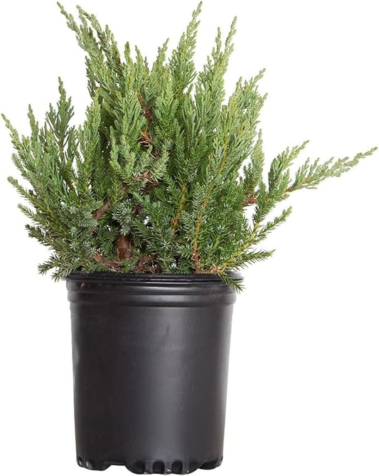 Juniper Parsonii