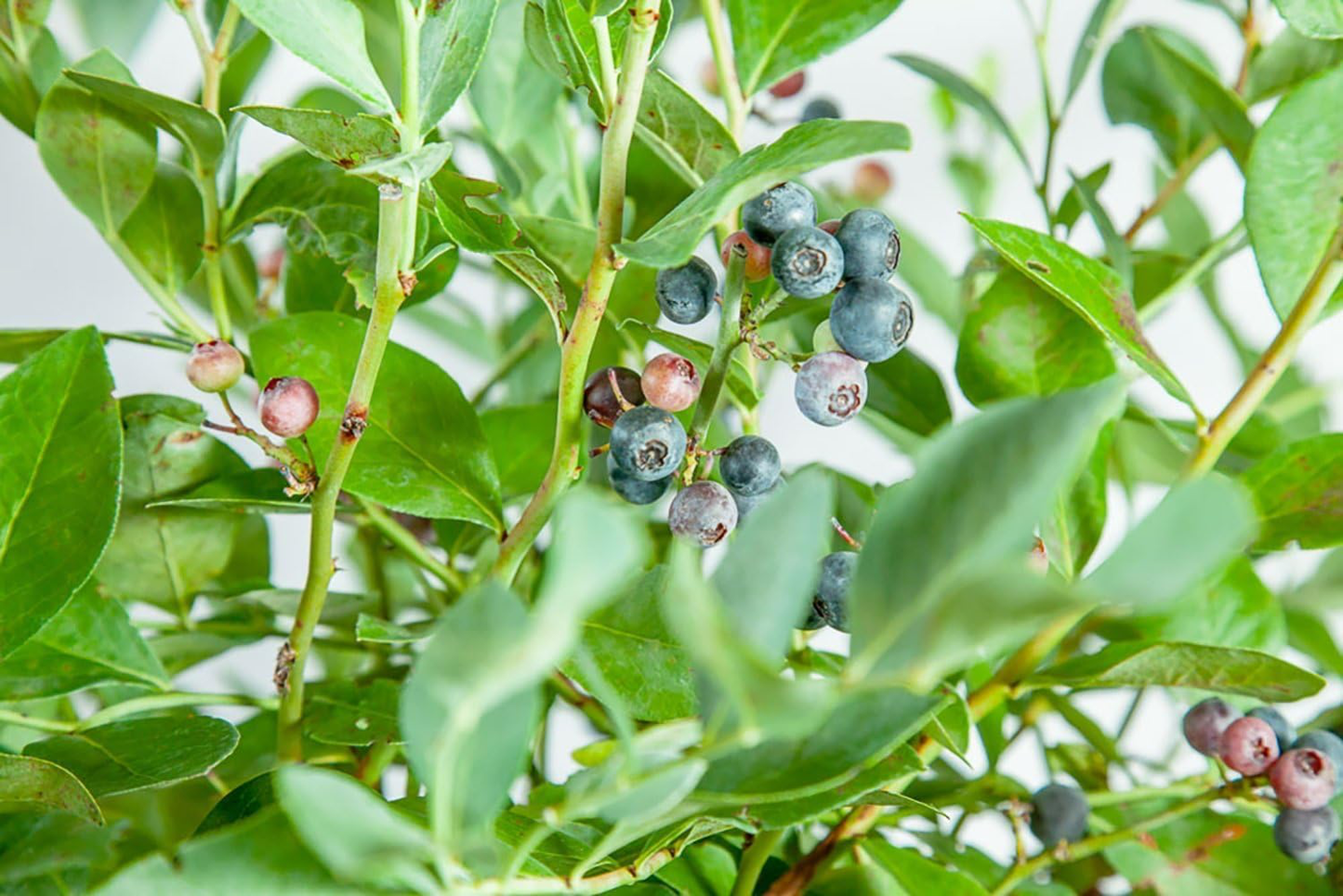 Japanese Blueberry