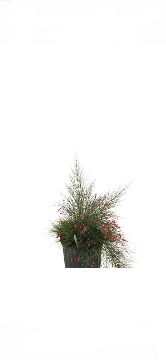 Firecracker Plant