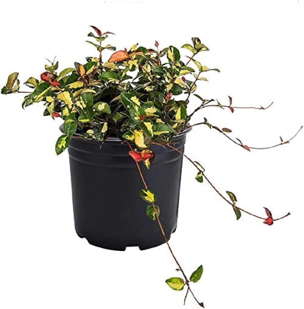 Summer Sunset Jasmine