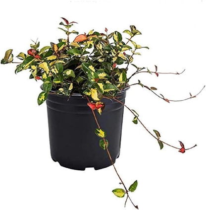 Summer Sunset Jasmine