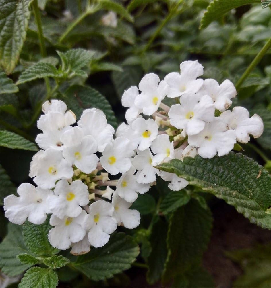 Lantana White