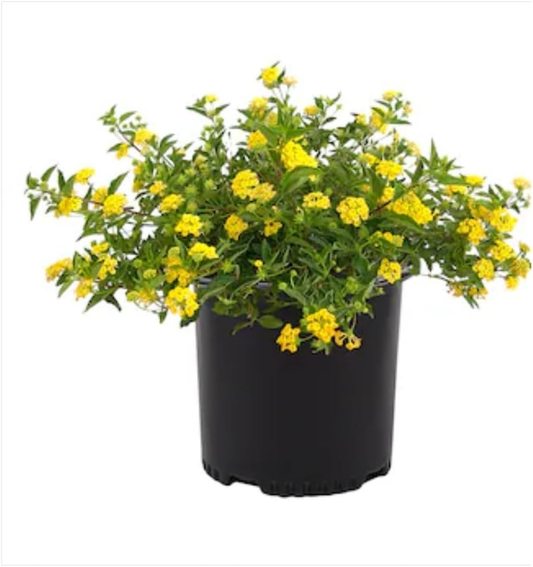 Lantana Golden