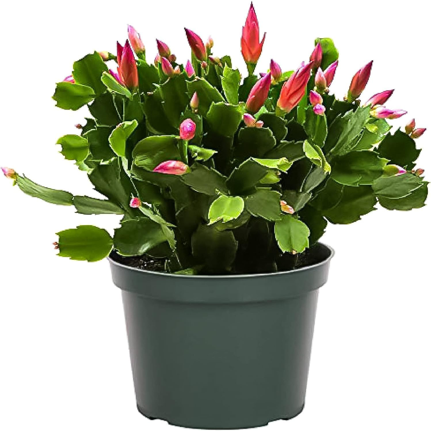 Christmas Cactus