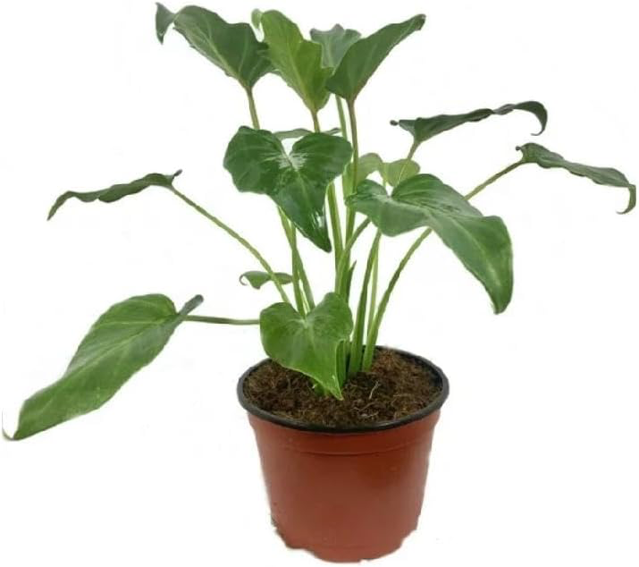 Philodendron Xanadu 6" Pot